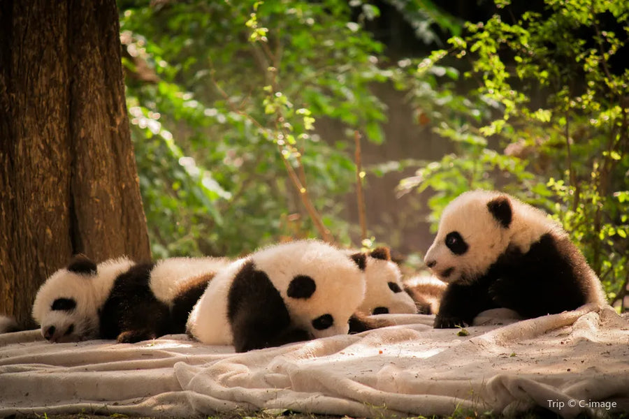 2026! Explore Chengdu & Chongqing • 6 Days 5 Nights Relaxing Tour tour image