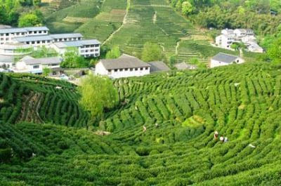 Hangzhou Tea Plantation