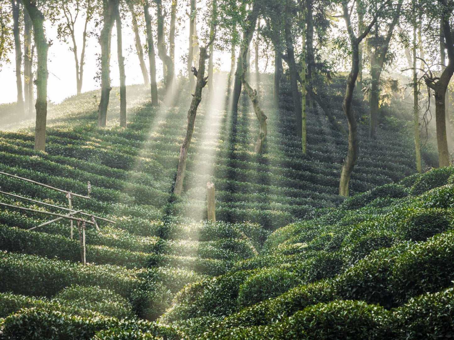 【臻选江南】乌镇东栅、西湖泛舟、灵隐寺飞来峰、南京总统府、上海外滩6日