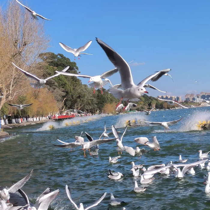 🌿 Kunming Travel Guide | A Spring City That Makes You Slow Down