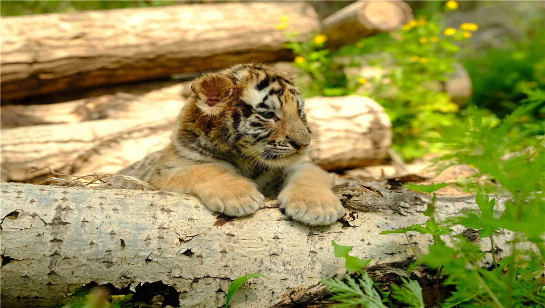 Visiting the Siberian Tiger Park, the adorable "big cats"—where's your majesty?