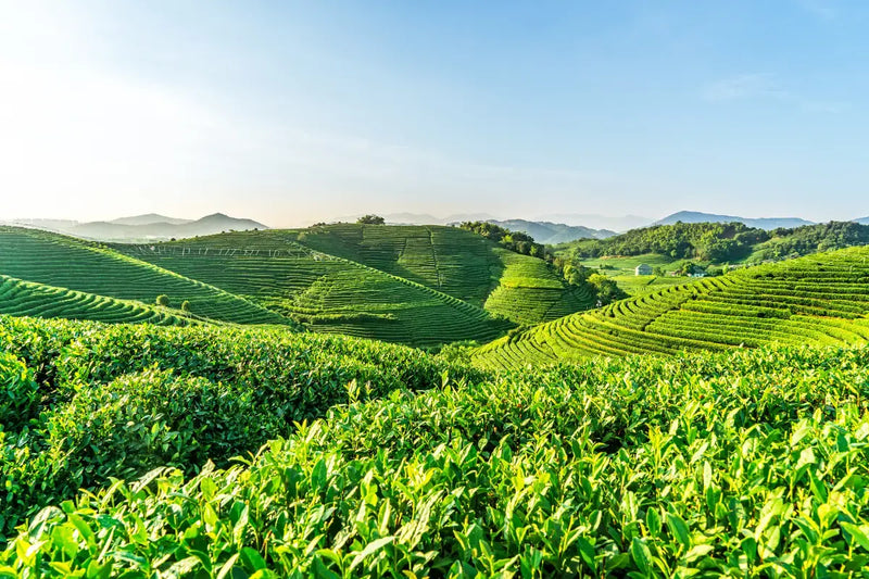A peaceful tea culture experience during an everyday journey through China