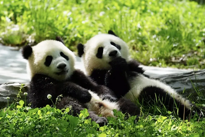 2026! Explore Chengdu & Chongqing • 6 Days 5 Nights Relaxing Tour