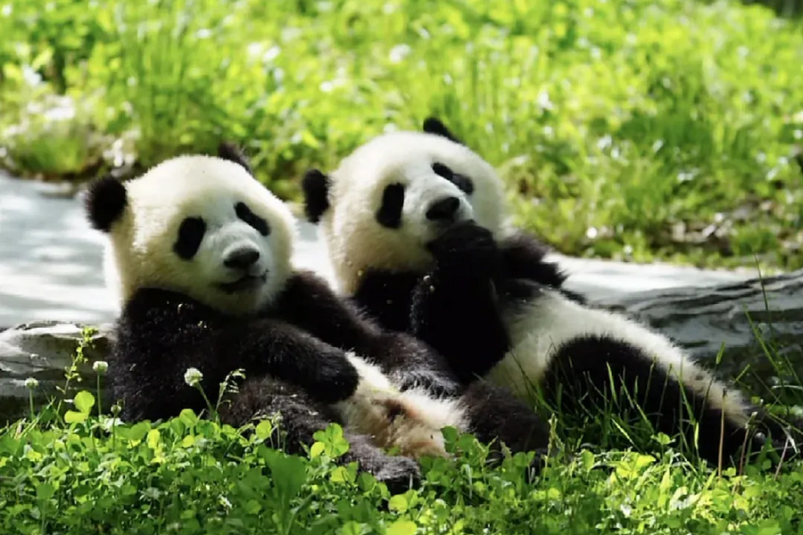 2026! Explore Chengdu & Chongqing • 6 Days 5 Nights Relaxing Tour tour image