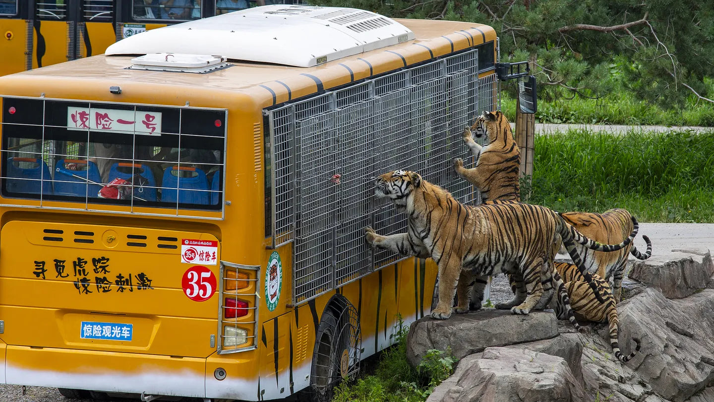 Explore the Snow Country - Harbin 7 Days 6 Nights