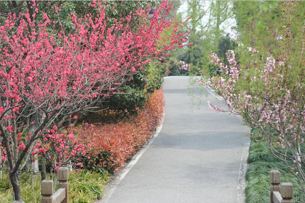 Jinji Lake Scenic Area