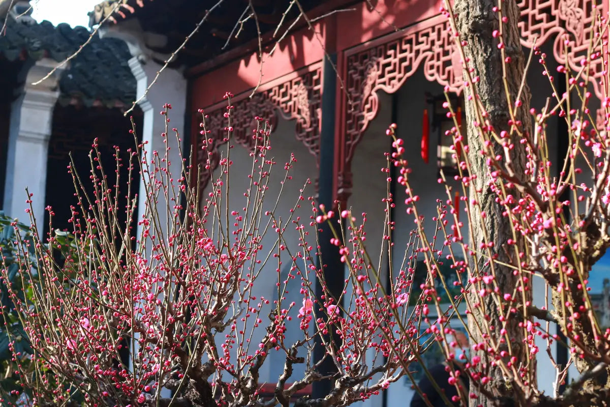 [Leisurely Jiangnan] 5-Day Tour: Wuzhen East Scenic Zone · West Lake Boat Ride · Suzhou Classical Gardens · Zhujiajiao Ancient Town · Shanghai Urban Highlights