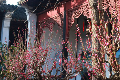 [Leisurely Jiangnan] 5-Day Tour: Wuzhen East Scenic Zone · West Lake Boat Ride · Suzhou Classical Gardens · Zhujiajiao Ancient Town · Shanghai Urban Highlights