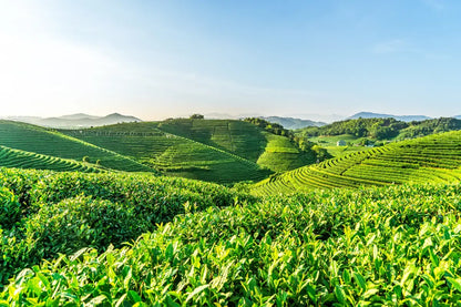 [Exquisite Jiangnan] 7-Day Tour: Wuzhen East Scenic Zone · West Lake Boat Ride · Suzhou Lion Grove Garden · Wuxi Three Kingdoms City · Shanghai Disneyland