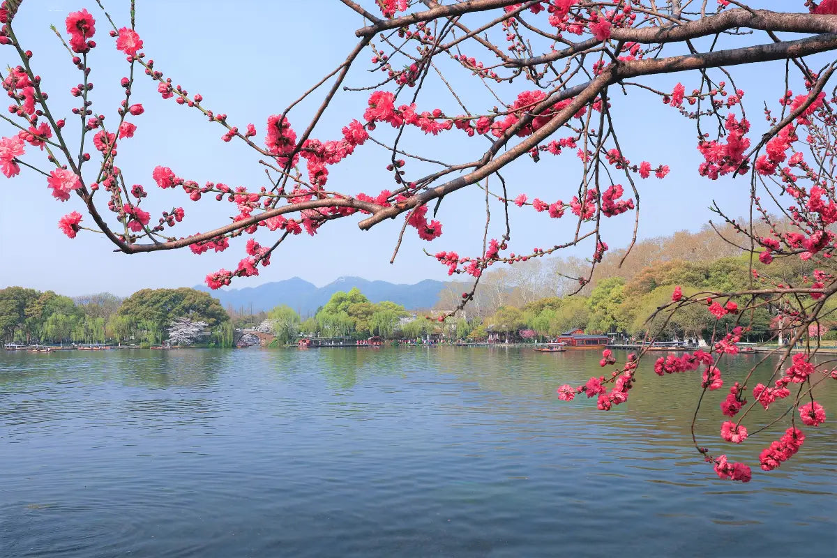 [No Shopping · Leisurely Jiangnan] 8-Day 7-Night In-Depth Cultural Tour of Shanghai, Hangzhou, and Suzhou — Old Streets & Ancient Towns · Trendy Neighborhoods · Jiangnan Nightscapes