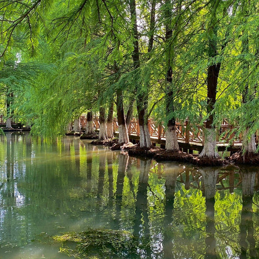Xiangjiadang Lake