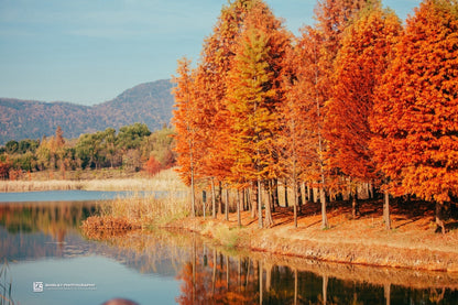 Luxury Jiangnan Crab Feast · Sheshan Quarry Hotel · Xuanwu Lake Ginkgo · Zen Retreat in Nianhuawan · Maple Views at Tianping Mountain · 6 Days